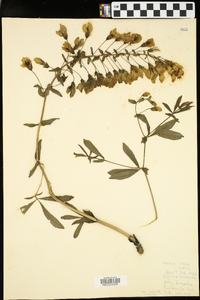 Baptisia alba var. macrophylla image