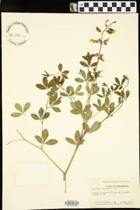 Baptisia alba image