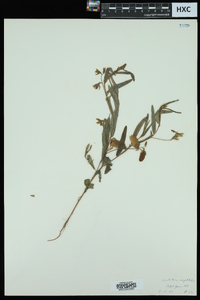 Crotalaria sagittalis image