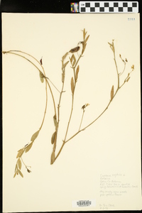 Crotalaria sagittalis image