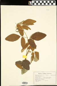 Desmodium canadense image