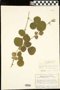 Desmodium rotundifolium image