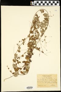 Lespedeza procumbens image