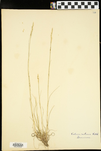 Festuca nutans image