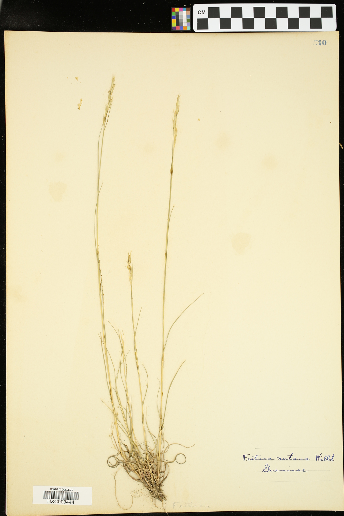 Festuca nutans image