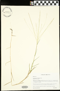 Gymnopogon brevifolius image