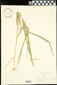 Leersia lenticularis image