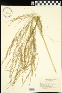 Coleataenia longifolia image