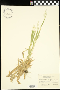 Panicum capillare var. capillare image