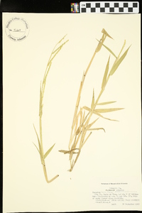 Paspalum laeve image