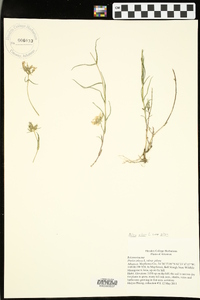 Phlox pilosa subsp. pilosa image