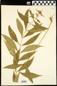 Phlox paniculata image