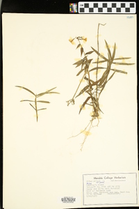 Phlox pilosa var. pilosa image