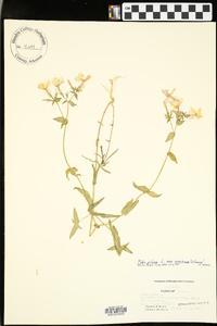 Phlox pilosa subsp. ozarkana image