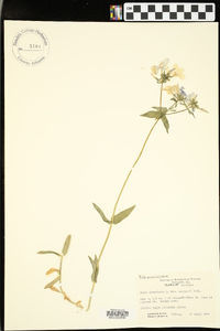 Phlox divaricata var. laphamii image