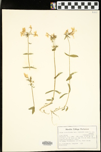 Phlox divaricata var. laphamii image