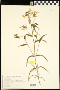 Phlox drummondii image