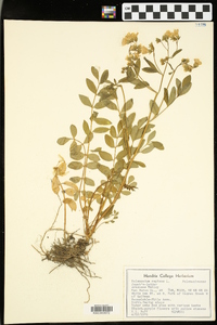 Polemonium reptans image