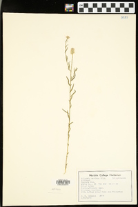 Polygala mariana image