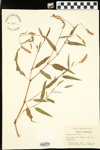 Persicaria bicornis image