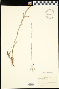 Rumex hastatulus image