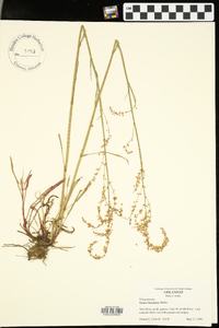 Rumex hastatulus image