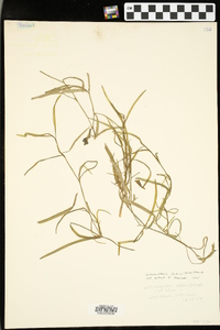 Heteranthera dubia image