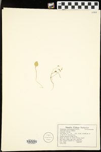 Claytonia caroliniana image