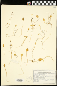 Claytonia caroliniana image