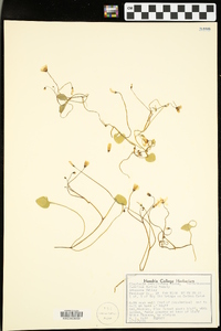 Claytonia caroliniana image