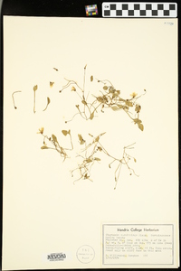 Claytonia caroliniana image