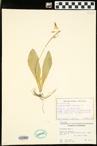 Dodecatheon meadia image