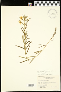 Lysimachia lanceolata image