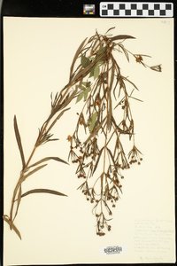 Lysimachia quadriflora image