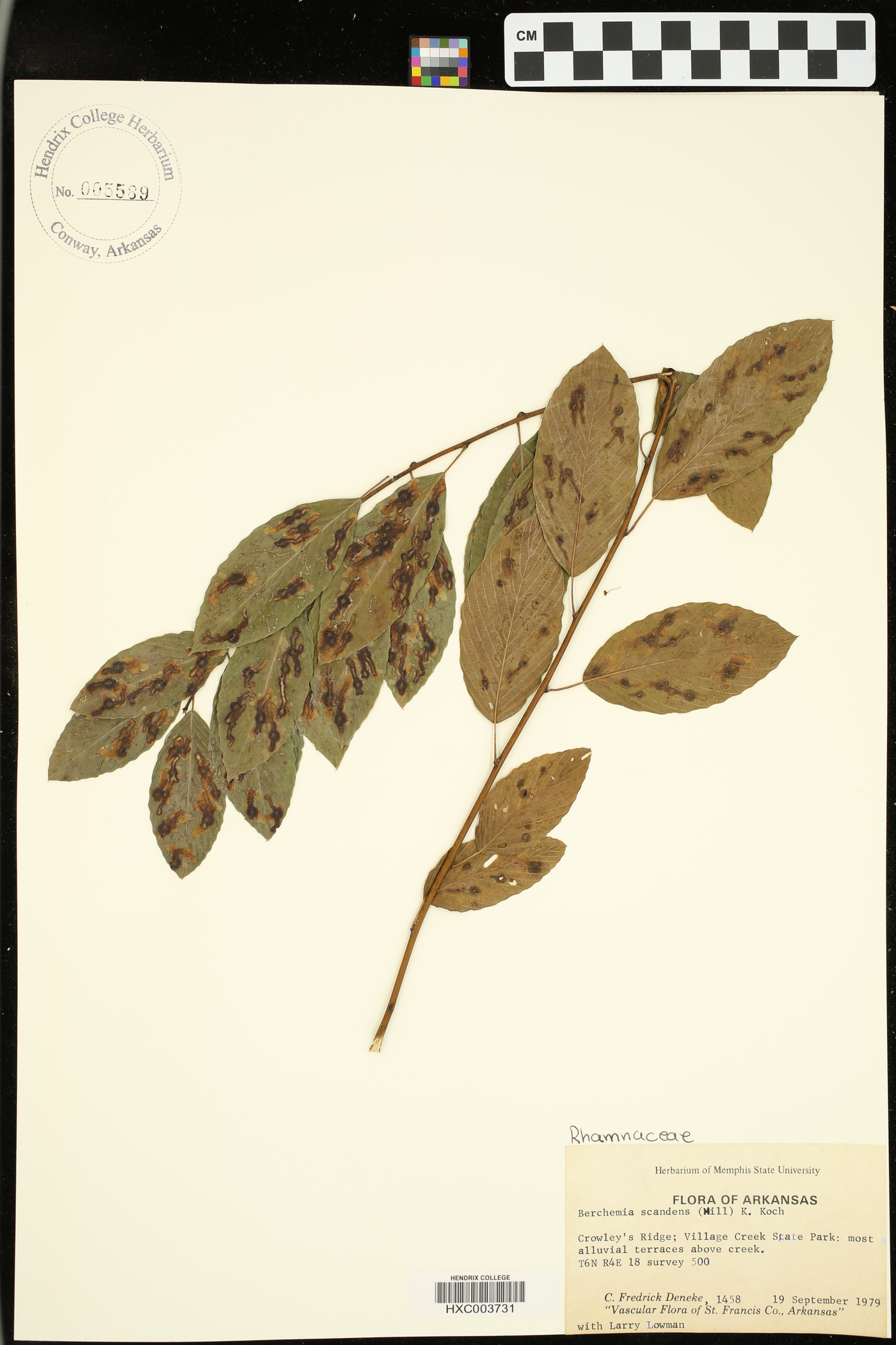 Berchemia scandens image