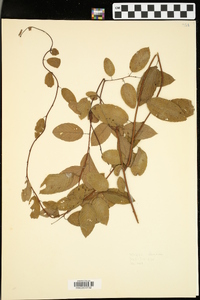 Berchemia scandens image