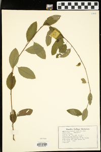 Berchemia scandens image