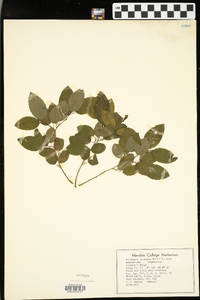 Berchemia scandens image