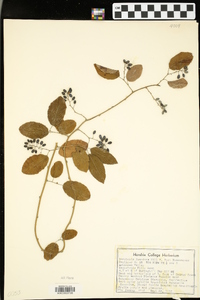 Berchemia scandens image