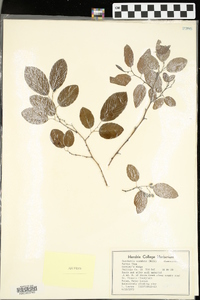 Berchemia scandens image