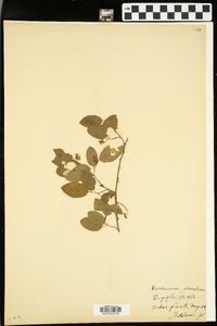 Berchemia scandens image