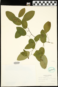 Berchemia scandens image