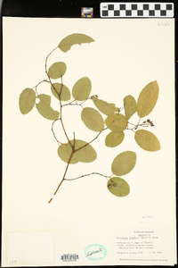 Berchemia scandens image