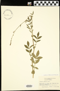 Agrimonia pubescens image