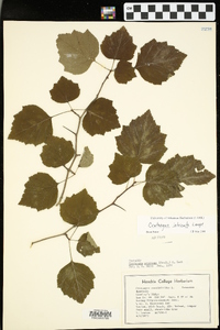 Crataegus pruinosa image