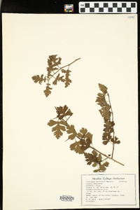 Crataegus marshallii image