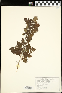 Crataegus marshallii image