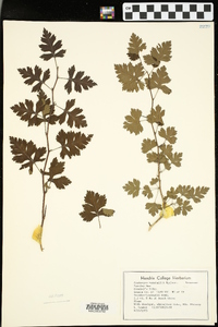 Crataegus marshallii image