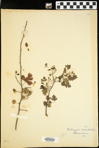 Crataegus marshallii image