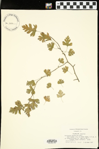 Crataegus marshallii image